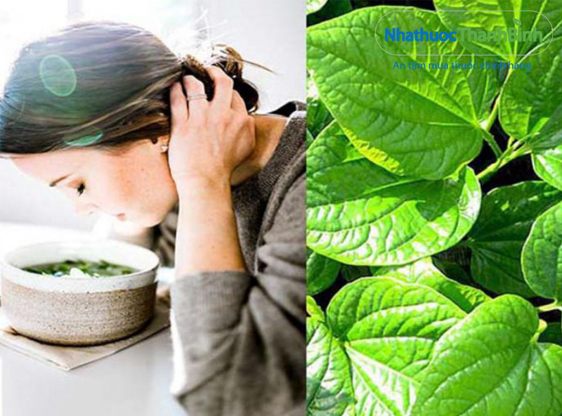 Lá trầu không giúp giảm tình trạng sưng viêm tắc mũi nhanh chóng