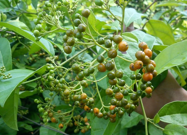 Xạ đen được dùng trong một số bài thuốc hỗ trợ điều trị ung thư, các bệnh về gan