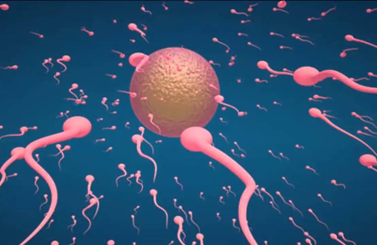 Motil giúp cải thiện chất lượng tinh trùng, hỗ trợ điều trị yếu sinh lý do tinh trùng yếu