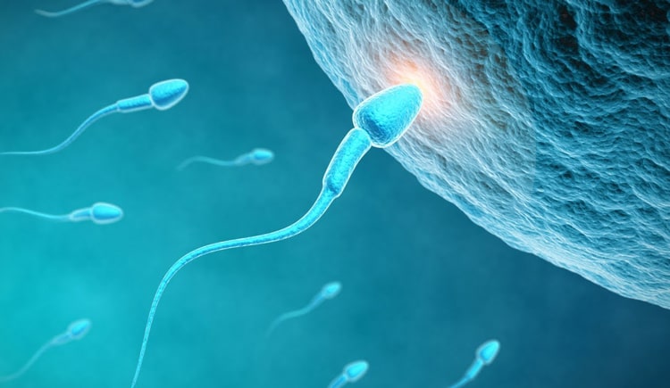 Thuốc Profertil giúp kích thích sản sinh tinh trùng ở nam giới