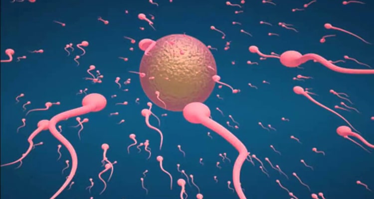 SpermQ Plus giúp tăng khả năng thụ thai tự nhiên