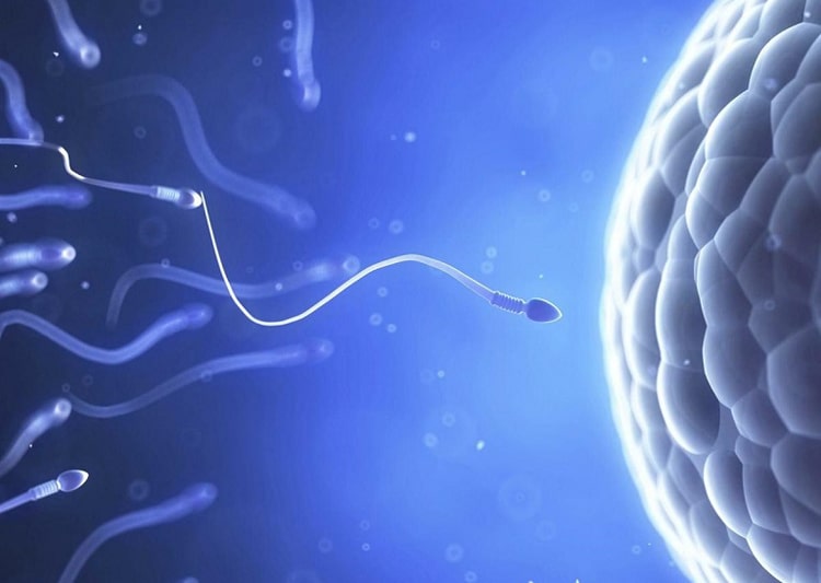 SpermQ Plus giúp hỗ trợ cải thiện chất lượng tinh trùng