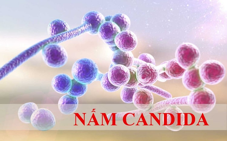 Nấm Candida là bệnh nhiễm trùng do một loại nấm tên là Candida gây nên
