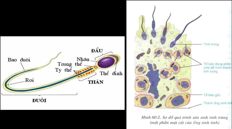 Cấu tạo của tinh trùng