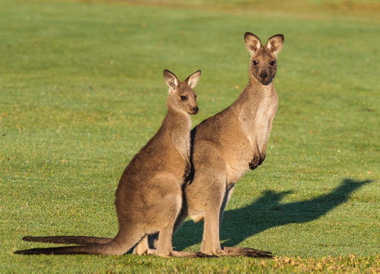 Chuột túi Kangaroo